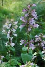 Calico Beardtongue, Longsepal Beardtongue - Penstemon calycosus 1