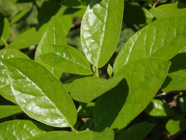 Sweetshrub, Carolina Allspice, Sweet Betsy - Calycanthus floridus 6