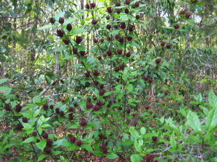 Sweetshrub, Carolina Allspice, Sweet Betsy - Calycanthus floridus 4