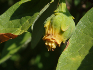 Sweetshrub, Carolina Allspice, Sweet Betsy - Calycanthus floridus 5