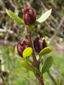 Sweetshrub, Carolina Allspice, Sweet Betsy - Calycanthus floridus 3