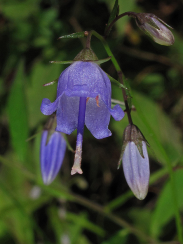 Southern Harebell - Campanula divaricata 5