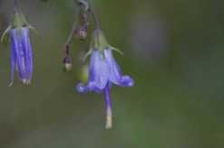 Southern Harebell - Campanula divaricata