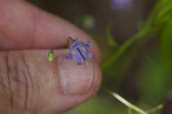 Southern Harebell - Campanula divaricata 2