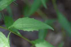 Southern Harebell - Campanula divaricata 3