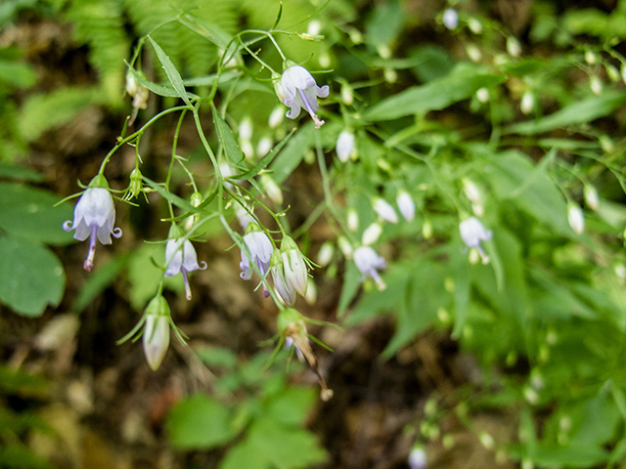 Southern Harebell - Campanula divaricata 4