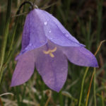 Harebell, Bluebell Bellflower, Bluebell of Scotland - Campanula rotundifolia