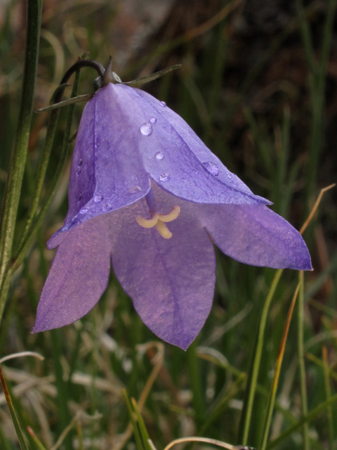 Harebell, Bluebell Bellflower, Bluebell of Scotland - Campanula rotundifolia