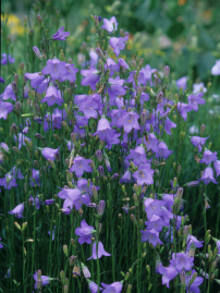 Harebell, Bluebell Bellflower, Bluebell of Scotland - Campanula rotundifolia 4