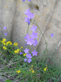 Harebell, Bluebell Bellflower, Bluebell of Scotland - Campanula rotundifolia 3