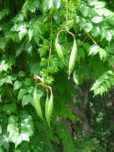 Trumpet Creeper, Trumpet Vine - Campsis radicans (Bignonia radicans) 3