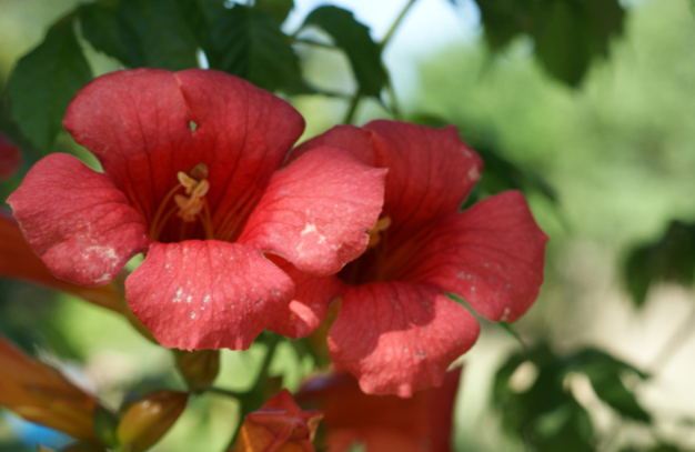 Trumpet Creeper, Trumpet Vine - Campsis radicans (Bignonia radicans) 4