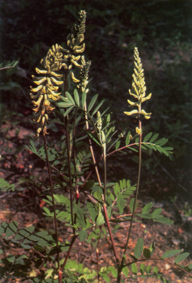 Canadian Milk Vetch