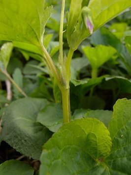 Canadian White Violet - Viola canadensis 1