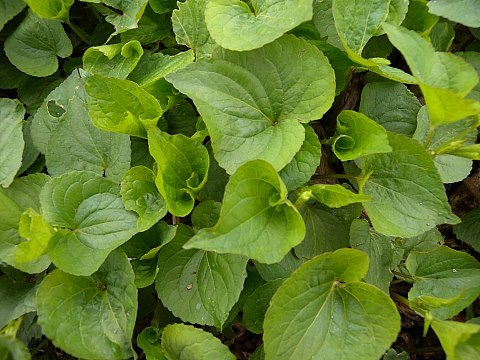 Canadian White Violet - Viola canadensis 2