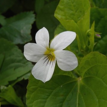 Canadian White Violet - Viola canadensis