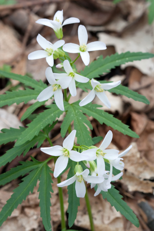 Cut-leavedToothwort, Toothwort - Carmine concatenata (Dentaria laciniata)