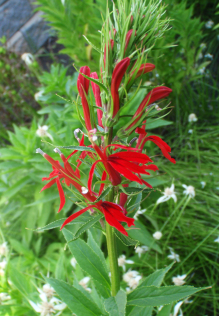 Cardinal Flower - Lobelia cardinalis 2