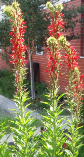 Cardinal Flower - Lobelia cardinalis