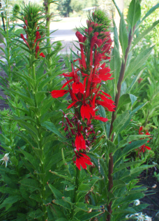 Cardinal Flower - Lobelia cardinalis 1
