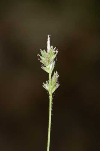 White Tinged Sedge, Oak Sedge, Whitetinge Sedge - Carex albicans 2