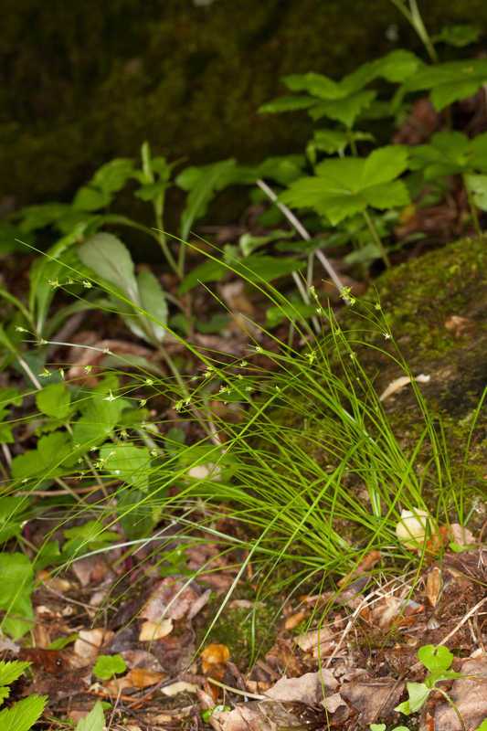 Appalachian Sedge - Carex appalachica