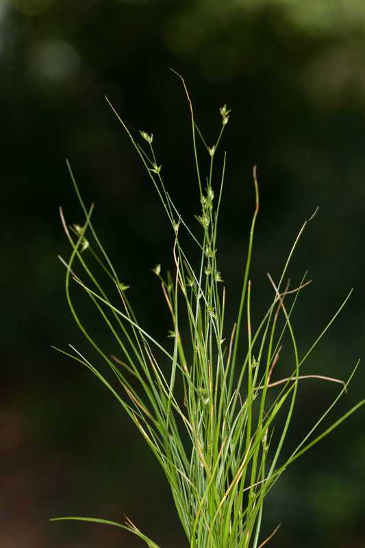 Appalachian Sedge - Carex appalachica 2