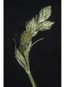 Shortbeak Sedge, Plains Oval Sedge, Short-Beaked Sedge - Carex brevior 2