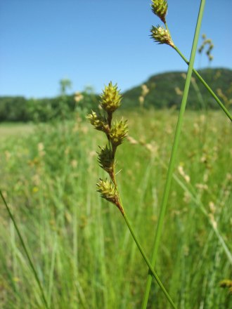Shortbeak Sedge, Plains Oval Sedge, Short-Beaked Sedge - Carex brevior 3