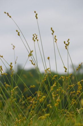 Shortbeak Sedge, Plains Oval Sedge, Short-Beaked Sedge - Carex brevior 4