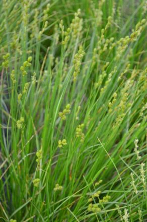 Shortbeak Sedge, Plains Oval Sedge, Short-Beaked Sedge - Carex brevior 5