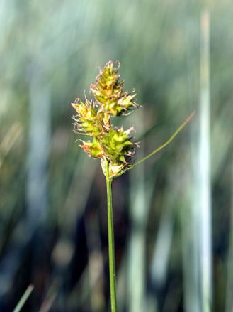 Shortbeak Sedge, Plains Oval Sedge, Short-Beaked Sedge - Carex brevior 6