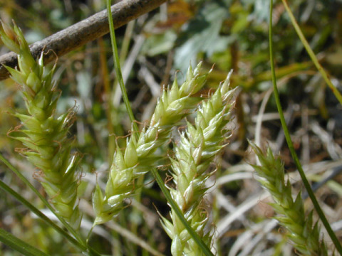 Cherokee Sedge - Carex cherokeensis 3