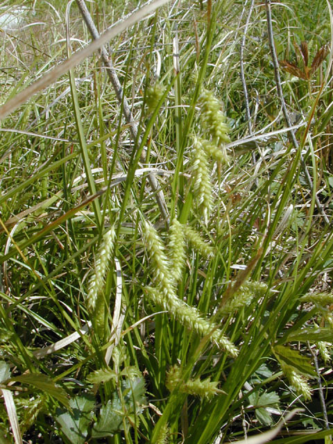 Cherokee Sedge - Carex cherokeensis