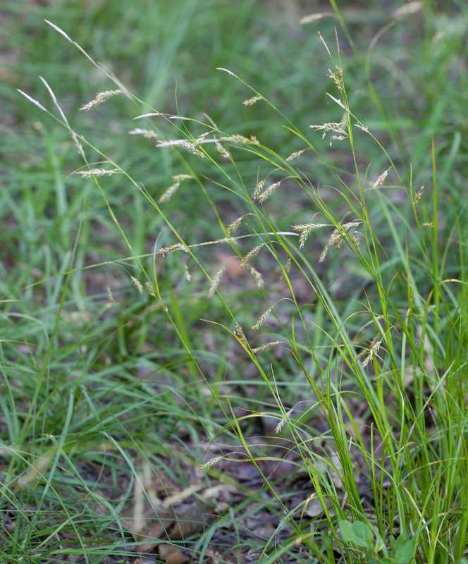Cherokee Sedge - Carex cherokeensis 2