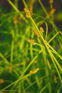 Soft Fox Sedge - Carex conjuncta 3