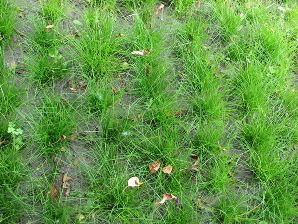 Ivory Sedge, Bristleleaf Sedge, Bristly Cattail Sedge - Carex eburnea