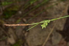 Slender Looseflower Sedge, Slender Wood Sedge - Carex gracilescens 3
