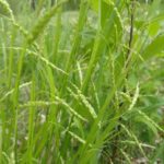 Purple-sheathed Graceful Sedge, Graceful Sedge - Carex gracillima 3