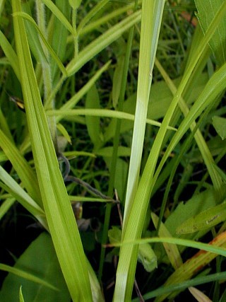 Long-awned Bracted Sedge, Heavy Sedge - Carex gravida 2