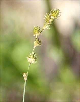 Greater Straw Sedge, Spreading Oval Sedge - Carex normalis