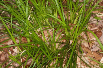 Painted Sedge, Boott’s Sedge - Carex picta 3