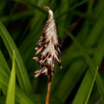 Painted Sedge, Boott’s Sedge - Carex picta