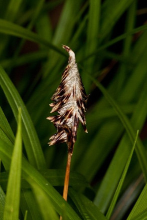 Painted Sedge, Boott’s Sedge - Carex picta