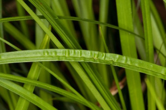 Painted Sedge, Boott’s Sedge - Carex picta 2