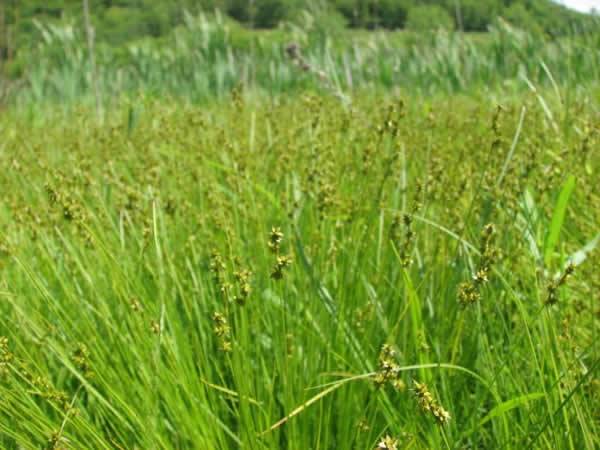 Fen Star Sedge, Dioecious Sedge, Sterile Sedge - Carex sterilis