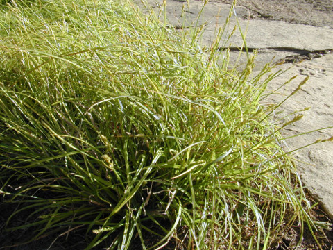 Texas Sedge, Catlin Sedge - Carex texensis 3