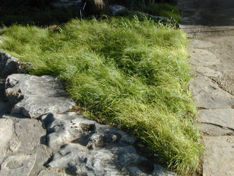 Texas Sedge, Catlin Sedge - Carex texensis 2