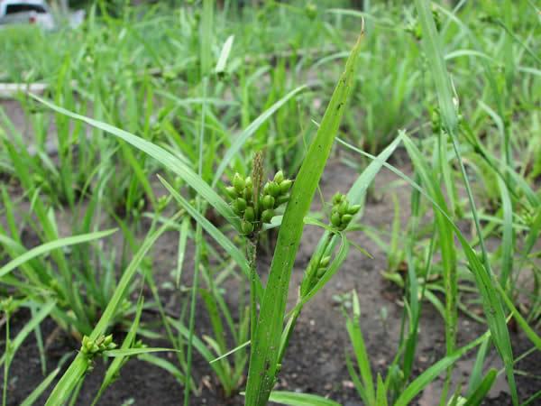 Gray Sedge, Creek Sedge - Carex amphibola