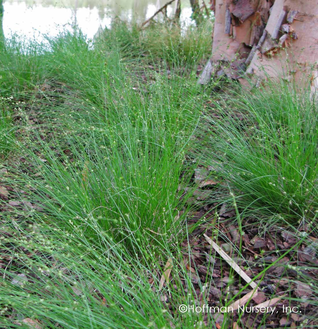 Appalachian Sedge - Carex appalachica 3